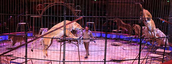 Circus Krone: öffentliche, kommentierte Raubtierprobe mit Martin Lacey jr. am 19.01.2020 (©Foto: Martin Schmitz)